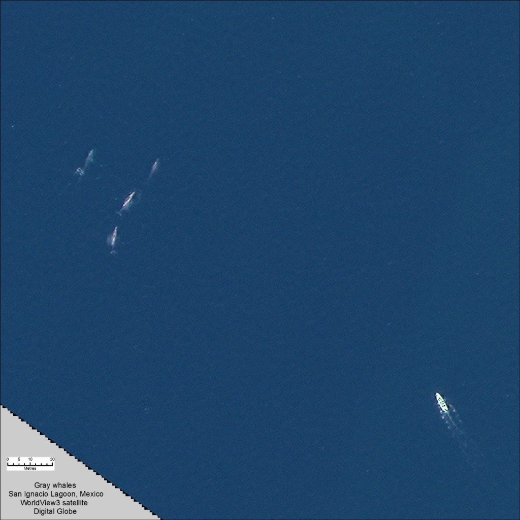 شناسایی نهنگ‌ها با بهره‌گیری از ماهواره