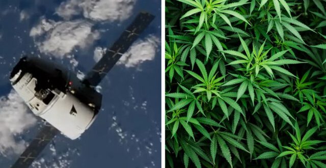 “ایلان ماسک” تصمیم دارد گیاه ماریجوانا به ایستگاه فضایی بین‌المللی ببرد